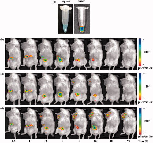 Figure 8 In vivo imaging, NIRF images of Cy5-labeled FA-HSA-RESNPs: (a) white light and NIRF images of Cy5-labeled FA-HSA-RESNPs, (b) bioluminescence imaging of blank control mice, (c) bioluminescence imaging of H22 tumor-bearing KM mice injected with HSA-RESNPs and (d) bioluminescence imaging of H22 tumor-bearing KM mice injected with FA-HSA-RESNPs. HSA-RESNPs: HSA wrapping RES NPs. FA-HSA-RESNPs: FA-conjugated HSA NPs wrapping RES NPs.