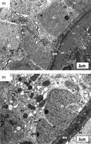 Figure 2.  Electronmicrograph of control and pairfed groups after 4 weeks. The scale bar = 2 µm. (A) Electronmicrograph of testes of 4ZC group illustrating normal features of basement membrane (BM) with basal lamina (bl), collagen fibres (cf), and endothelial cells (ed). Cytoplasm shows characteristic peripheral arrangement of mitochondria (pmt) with dilated intra-cristal space, rough endoplasmic reticulum (rER), and inter-Sertoli cell junctional complexes (Is). Sertoli cell (Sc) and Leydig cell (Lc) are distinct. The nucleus of Leydig cells (Lc) reveals peripheral heterochromatin (Hc). (B) Electronmicrograph of testes of 4PF group showing basement membrane (BM) with basal lamina (bl), collagen fibres (cf), and endothelial cells (ed). Sertoli cell (Sc) with lobulated nucleus (Nu), mitochondria (mt), smooth endoplasmic reticulum (sER), lysosomes (Ly), phagocytic vacuoles (pgv), and mutivesicular bodies (mvb) seen in large number in the cytoplasm.
