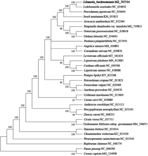 Figure 1. Phylogenetic position of L. buchtormensis inferred from maximum likelihood (ML) method based on 32 chloroplast genome sequences. The bootstrap support values were shown on the branches.