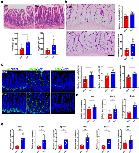 Figure 1. Fucose administration promotes intestinal epithelial differentiation in vivo. (a) HE staining of ileum sections from control and fucose-treated mice and statistical analysis of villi height and crypts depth (Scale bar, 100 μm). (b) PAS staining of sections of ileum tissues from control and fucose-treated mice and statistical analysis of number of goblet cells and Paneth cells (Scale bar, 100 μm). (c) if analysis of lysozyme, Muc2 and ChgA on ileum sections from control and fucose-treated mice (Scale bar, 100 μm). (d) Relative gene expression of Lyz1, Muc2 and ChgA in ileum tissues of control and fucose-treated mice. (e) Relative gene expression of Dll1, Math1, Spdef, Rfx6, Sox4, and Tox3 in ileum tissues of control and fucose-treated mice.