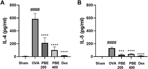 Figure 3. Effects of Protaetia brevitarsis seulensis larvae extract (PBE) on Th2 cytokine expression (interleukin-4 [A] and −5 [B]) in bronchoalveolar lavage fluid. Sham, normal control group; OVA, ovalbumin-induced airway inflammation group; PBE200, OVA group treated with 200 mg/kg of PBE; PBE400, OVA group treated with 400 mg/kg PBE; DEX, OVA group treated with 5 mg/kg dexamethasone; IL, interleukin. ####p < 0.001 compared to the sham group, ***p < 0.005 and ****p < 0.001 compared to the OVA group.