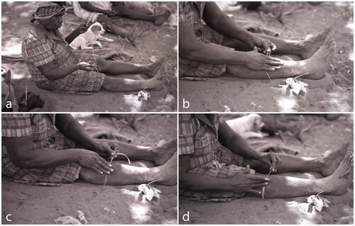Figure 2. Senior Worrorra woman the late Gertie Yabu making tree fibre string: (a) teasing bark fibre in preparation; (b) spinning the first lengths of bark fibre on her leg; (c) adding length to the string; and (d) back spinning the two lengths of bark to make a two ply twine (Photographs: Kim Akerman, Mowanjum 1974). Produced with thanks from Mr Donny Woolagoodja and Mrs Janet Oobagooma.