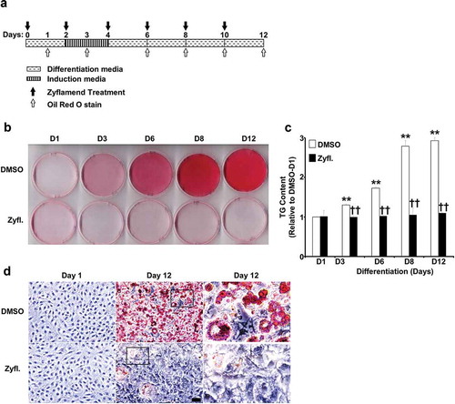 Figure 2. A physiologically relevant dose of Zyflamend inhibits 3T3-MBX adipocyte differentiation. (a) An overview of the experimental design and the differentiation procedure. (b) 3T3-MBX pre-adipocytes were treated with DMSO or 200 μg/ml of Zyflamend and differentiated, as described in the methods section. Freshly prepared solutions of DMSO and Zyflamend were added at each change of media. At different days of differentiation, cells were fixed and stained with Oil Red O, then the dye was extracted, and its absorbance (520 nm) quantitated (c). Bar graph represents data from six independent experiments, and are expressed as mean + SEM. *p < 0.05, **p < 0.01 indicate significant difference between the indicated time and day one of differentiation. †p < 0.05, ††p < 0.01 indicate significant difference between Zyflamend and control (DMSO) treated cells. (d) Phase contrast images of non-differentiated (Day 1), fully differentiated adipocytes (Day 12), and cells treated with Zyflamend (200 μg/ml) for 12 days. Scale bar: 100 μm. Images in the far right panels are a zoomed capture of the boxed areas on Day 12 of differentiation