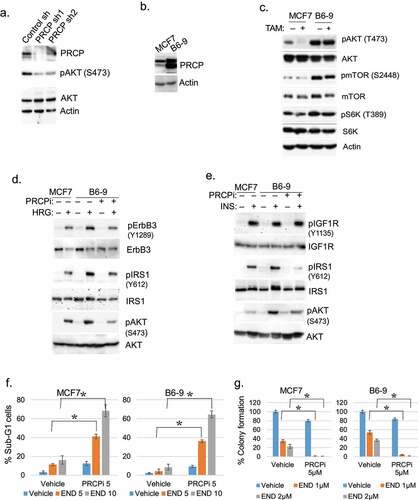 Figure 2. PRCP promotes ErbB3/IGFR/IRS1/AKT activation. A. Lysates of MCF7 cells infected with control shRNA of PRCP shRNA (#1 and #2) were immunoblotted for the indicated proteins. B. Lysates of MCF7 and B6-9 cells were immunoblotted for the indicated proteins. C. MCF7 and B-9 cells were treated with 4OHTAM (10 μM) for 24 h. Lysates were immunoblotted for the indicated proteins. Serum starved MCF7 and B6-9 cells were pretreated with PRCPi (10 μM) and then treated with heregulin (HRG) (d) or insulin (INS) (e) for 10 min. Lysates were immunoblotted for the indicated proteins. All immunoblots are representative images of two-three independent experiments. F. The cells were treated with Endoxifen (END, 5 µM and 10 μM) and/or PRCPi (5 µM) for 72 h and then analyzed with FACS for cell cycle. Average (triplicate) % sub-G1 cells were presented with SD indicated. There are significant differences (P < .01) between PRCPi+END and END (both doses) groups. G. The cells were treated with Endoxifen (END, 1 µM and 2 μM) and/or PRCPi (5 µM) for 72 h and then grown in drug free media for 4 weeks until colony formed. Average (triplicate) % colony formation is presented with SD indicated. There are significant differences (P < .01) between PRCPi+END and END (both doses) groups.