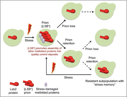 Figure 3. Model “Metastable prion [LSB+] controls stress memory.” Subpopulation of cells with [LSB+] maintains a memory of stress and is better adapted to it. See comments in the text.