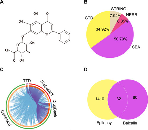 Figure 6 The collective targets of BA and epilepsy were identified. (A) Chemical structure formula of BA. (B) Distribution of potential targets of BA. (C) Distribution of potential targets of epilepsy. (D) The Venn diagram of 32 overlapping gene symbols between the epilepsy and BA.