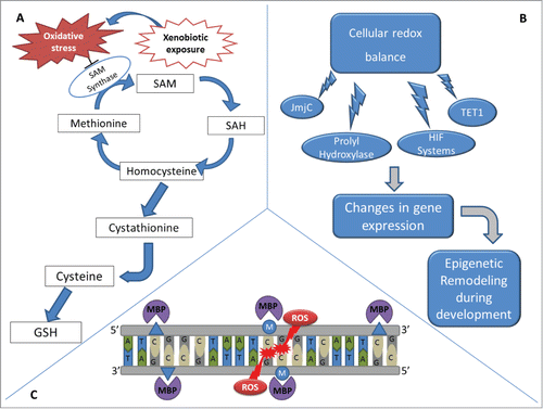 Figure 3. Effects of xenobiotic-induced redox alterations on epigenetics. (A) During embryonic development, xenobiotics may increase the production of ROS in the embryo, exposing proliferating cells to increased oxidative stress. Under oxidizing conditions, the shunting of sulfur from the methionine cycle to the production of GSH is observed. Additionally, oxidative stress also inhibits SAM synthetase. Thus, xenobiotics that interfere with cellular redox balance may change SAM availability when a delicate balance is needed to regulate the epigenotype of differentiating cells. (B) Cellular redox balance also interferes with demethylation enzymes, such as the JmjC superfamily and TET1, as well as with prolyl hydroxylases/hypoxia-inducible factors (HIF) systems, altering epigenetic settings during development and consequently altering gene expression. (C) Oxidation of methylated CpG sites due to the effect of xenobiotics can create either 5hmC or 8-OG and alters MBP binding kinetics, interfering with gene expression and re-methylation of the daughter DNA strands after cellular division.