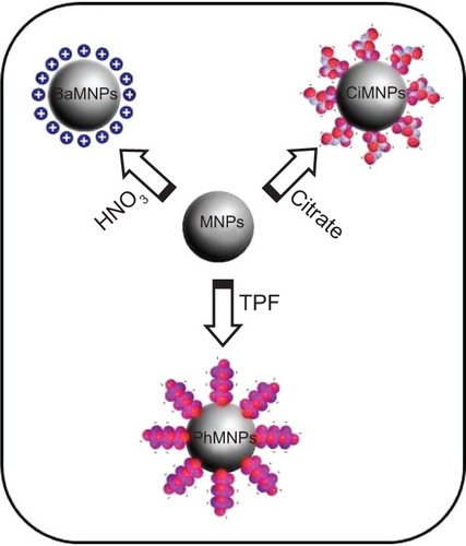 Figure 1 Schematic of the nanoparticle surface modification for peptization in an aqueous solution.Notes: Manganese ferrite nanoparticles were obtained by coprecipitation. BaMNPs represents nanoparticles modified by the protonation of metal oxide surface sites with nitric acid. PhMNPs and CiMNPs represent nanoparticles that are negatively-charged and surface-modified by the adsorption of TPF and sodium citrate, respectively.Abbreviations: BaMNPs, bare magnetic nanoparticles; CiMNPs, citrate-coated magnetic nanoparticles; MNPs, magnetic nanoparticles; PhMNPs, tripolyphosphate-coated magnetic nanoparticles; TPF, sodium tripolyphosphate.