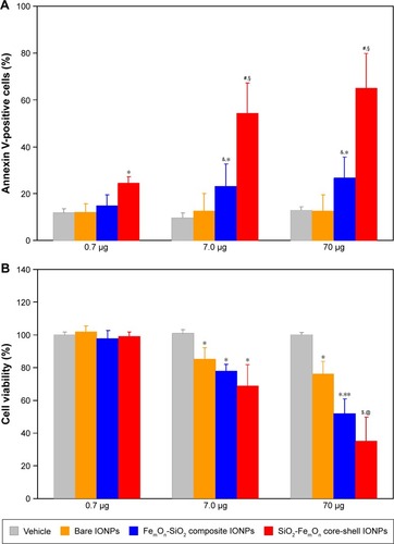 Figure 5 In vitro cytotoxicity of IONPs.Notes: (A) Percentage of annexin V-positive HUVECs as determined with annexin V-phycoerythrin apoptosis detection kit 48 h after incubation with three different doses of IONPs. *P<0.05 vs vehicle, &P<0.05 vs respective value at a dose of 0.7 μg; #P<0.01 vs vehicle; §P<0.05 vs respective value at a dose of 0.7 μg; (B) 3-(4,5-dimethylthiazol-2-yl)-2,5-diphenyltetrazolium bromide cell viability assay after 48 h of treatment with three different doses of IONPs. *P<0.05 vs vehicle; **P<0.05 vs respective value at a dose of 7.0 μg; $P<0.01 vs vehicle; @P<0.05 vs respective value at a dose of 7.0 μg. Data are expressed as means ± standard deviation.Abbreviation: IONPs, magnetic iron oxide nanoparticles.