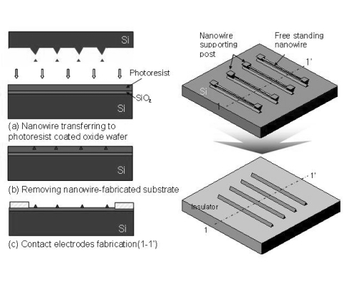 Figure 2 SiNWs transfer process for nanowire assembly (left) and their prior and post transfer (right). Free standing siNWs were transferred to photoresist layers on wafers.