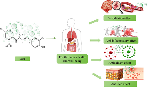 Figure 3. Summary of health benefit effects of avenanthramides [Citation15,Citation24,Citation49,Citation51–65].