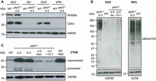 Figure 5. Pkd1−/- mIMCD3 cells show a higher level of ubiquitinated cargo in exosomes and augmented secretion of unprocessed CTSB. (A) Anti-NFKBIA and anti-CD63 western blot analyses of subcellular fractions of WT and pkd1−/- cl 2 mIMCD3 cells to confirm the purity of the isolated exosomes (EXO, rich in CD63) as compared to whole cell lysate (WCL, contains NFKBIA), microvesicles (MV) and vesicle-free medium (VFM) (both CD63 negative). (B) Anti-UBIQUITIN western blot analysis of WCL and EXO fractions of WT and pkd1−/- cl 2 cells as well as pkd1−/- cl 2 cells re-expressing Pkd1 (resc.) or treated with the CAPN inhibitor CI-1. pkd1−/- cl 2 cells show an accumulation of ubiquitinated cargo in their EXO indicating that it is less delivered to lysosomes for degradation than in WT cells. Pkd1 re-expression or treating the pkd1−/- cells with CAPN inhibitor reverses this effect. The overall level of ubiquitinated proteins in WCL however stays the same between WT and pkd1−/- cells. (C) Anti-CTSB western blot analysis of the vesicle free medium (VFM) of WT and pkd1−/- cl 2 and cl 3 cells as well as pkd1−/- cl 2 cells re-expressing Pkd1 (resc.) or treated with CI-1 showing that pkd1−/- cells accumulate mostly unprocessed CTSB as secreted soluble protein in MVBs to a similar extent as in WT cells treated with Baf A1. This is reversed by Pkd1 re-expression or CAPN inhibition. HSP90 and ACTB served as loading controls