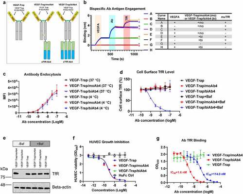 Figure 2. Characterization of VEGF-Trap/αTfR bispecific antibodies. a. Design of VEGF-Trap and VEGF-Trap/αTfR bispecific antibodies. In the VEGF-Trap/moAb4 design, knob-into-hole mutations were introduced to promote heterodimerization. The αTfR Fab was fused to the C-terminus of the CH3. Although not depicted, the human Fc regions contain LALAPG mutations to abolish Fc-mediated immune effector functions. b. Sandwich BLI assay showing the incorporation of both VEGF-Trap and αTfR into the bispecific constructs. The corresponding proteins involved in each curve were labeled in the shaded area and are detailed in the table next to the BLI diagram. c. αTfR bispecific antibodies showed dose-dependent endocytosis in Bend.3 cells. MFI is the mean fluorescent intensity of live cells, n = 3 independent repeats. d. VEGF-Trap/biAb4 showed dose-dependent reduction of cell surface muTfR level. The reduction of TfR surface level by VEGF-Trap/biAb4 was the result of lysosomal degradation. The cell surface level of TfR was measured by flow cytometry using a non-competing antibody against muTfR, n = 3 independent repeats. Baf is bafilomycin A1 at 100 nM. e. Western blotting showing the reduced level of total TfR in Bend.3 cells by VEGF-Trap/biAb4 treatment. The reduction of TfR level by VEGF-Trap/biAb4 was the result lysosomal degradation. Baf is bafilomycin A1 at 100 nM. f. VEGF-Trap/αTfR bispecific antibodies showed similar potency in inhibiting VEGFA-mediated HUVEC proliferation compared to VEGF-Trap, n = 3 independent repeats. g. Titration curves showing dose-dependent binding of TfR by VEGF-Trap/αTfR bispecific antibodies. VEGF-Trap/biAb4 showed significantly stronger binding to TfR than that of VEGF-Trap/moAb4, n = 3 independent repeats. Data points with error bars represent mean ± SD.