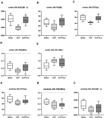Figure 9 Changes in CEUS values and effects of curcumin at 24h. (a–e) CEUS values in renal cortex. Levels of AUC (a), PI (b), DT/2 (c) and DS (d) in the CLP group were significantly decreased compared with the sham group, AS (e) levels were significantly increased compared with the sham group. Curcumin treatment significantly increased levels of AUC, PI and DT/2 compared with the CLP group and had no effect on the increase of DS or the decrease of AS. (A–C) CEUS values in renal medulla. Levels of DT/2 (A), DS (B), AUC (C) in CLP group were significantly decreased compared with the sham group. Curcumin treatment had no effect on the decrease of DT/2, DS, AUC. *P < 0.05 compared with sham; #P < 0.05 compared with CLP (n = 8 per group).