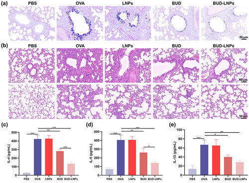 Figure 7 Therapeutic effect of BUD-LNPs on OVA-induced asthma in mice. (a) Images of respiratory bronchioles and alveoli stained with AB-PAS after undergoing various treatments. Scale bar: 50 μm. (b) H&E staining images of respiratory bronchioles and alveoli after different treatments. Scale bar: 50 μm. The results of ELISA about protein levels of cytokines (c) IL-4, (d) IL-5, (e) IL-13 of supernatant from BALF. Data were presented as mean ± S.D. (n = 6) *P < 0.05; **P < 0.01; ***P < 0.001.