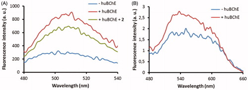 Figure 7. Fluorescence spectra of probes 2C (A) and 3B (B) at 1 μM in buffer without huBChE (blue), with huBChE at 500 nM (red) and with huBChE at 500 nM and inhibitor 2 at 1 μM (green). a.u. – arbitrary units.
