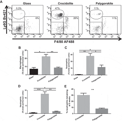 Figure 4. Palygorskite induces significantly less inflammation in mice compared to crocidolite. Representative flow cytometry dot plots showing the identification of macrophages (F4/80 + cells) and neutrophils (Ly6G + cells) from the peritoneal cavity of Balb/c mice (A). Percentages of macrophages (B) and neutrophils (C) in the peritoneal cavity of mice 3 d after intraperitoneal injection of 1 mg of glass, crocidolite, or palygorskite. Percentage of neutrophils in the peritoneal cavity 5 wk after injecting Balb/c mice twice (1 wk apart) with 1 mg of glass, crocidolite, or palygorskite (D). Sustainability of inflammation determined by dividing the percentage of neutrophils in the peritoneal cavity of Balb/c mice at 5 wk by the average percentage of neutrophils measured in the peritoneal cavity 3 d after fiber exposure (E). Mean ± SEM values displayed from 4 to 8 mice per group (*p < .05, **p < .01, ****p < .0001).