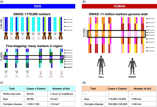 Figure 3. Genome-wide association (GWAS) is easier in dogs than in humans. Monogenic traits in dogs can be mapped with fewer SNP markers and fewer individuals than in humans. GWAS in dogs will utilise the long linkage disequilibrium (LD) within dog breeds, followed by fine-mapping in multiple breeds with the same phenotype (panel a). In humans the LD is short, requiring the use of a lot of SNP markers already in the GWAS step (panel b). The number of SNP markers required for different types of traits in dogs is lower, as is the number of loci contributing to each trait in dogs (panel c), while in humans most traits are more complex and require more samples (panel d).