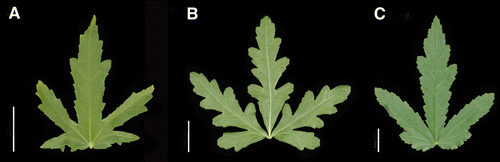 Figure 1  Representative mid-stem leaves of Hibiscus species. A, H. richardsonii (Craven 10483, CANB). B, H. tridactylites (Craven 10639, CANB). C, H. verdcourtii (Craven 10638, CANB). Bar scale=25 mm. Note scale varies in parts A–C of Fig. 1.