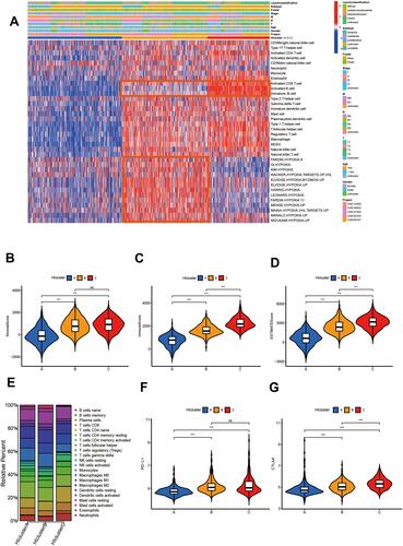 Figure 1 Gastric cancer subtypes with different immune cell infiltration and hypoxia status. (A) Unsupervised clustering of 36 gene sets related to hypoxia or Immune cell infiltration in GC metacohort including the 5 independent stomach cancer cohorts. Each column represented patients and each row represented the enrichment scores for these gene sets. The clinical information collated serves as the patient’s annotation. Differences in stromal scores (B), immune score (C) and estimate score (D) between different HIcluster. The Kruskal–Wallis test was used to compare the statistical difference between HIcluster. (E) The component differences of immune cells among the three HIcluster analyzed by CIBERSORT. Differences in PD-L1 (F) and CTLA4 expression (G) among three HIclusters in GC metadata. The Kruskal–Wallis test was used to compare the statistical difference. (***p < 0.001.).