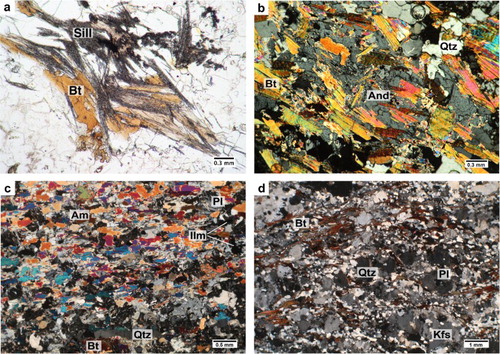 Figure 4. Microphotographs of selected metamorphic lithologies from VMP host rocks. (a) Fibrolitic sillimanite aggregates are observed in the paragneiss residuum of stromatic metatexite migmatite find in proximity to the contact with the VMP; (b) Andalusite and granoblastic quartz are features of the Kinzigite formation paragneiss highlighted in this enlargement. (c) Medium-grained amphibolite in which a continuous foliation is defined by Am and Qtz-Pl domains; (d) Medium-grained orthogneiss form the Strona-Ceneri Zone dominated by a Kfs-Pl-Qtz mineralogy in which biotite marks a weakly developed foliation.
