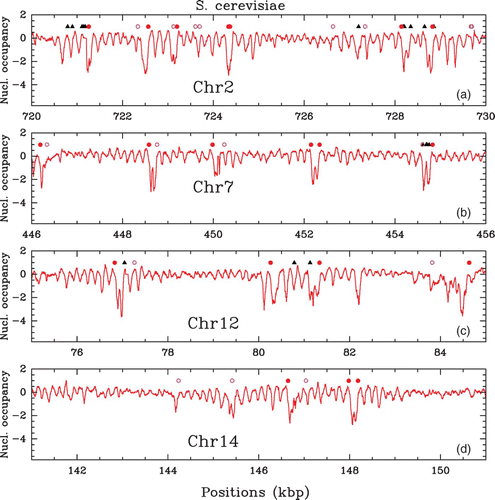 Figure 1. In vivo experimental nucleosome mapping along S. cerevisiae chromosomes obtained by Lee et al. Citation(2007) (MNase-chip). Nucleosome occupancy profile (, where Y(s)=log 2(P(s))) along a 10 kpb fragment of chromosomes 2 (a), 7 (b), 12 (c) and 14 (d). Symbols indicate regulatory sites: Transcription Start Sites (TSS, red dots), Transcription Termination Sites (TTS, pink circles) and Transcription Factors Binding Sites (TFBS, black triangles).