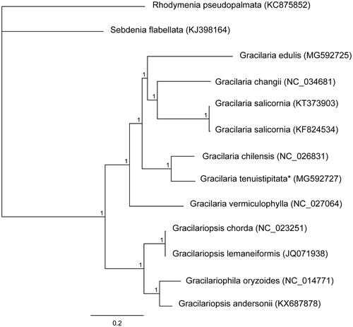 Figure 1. Phylogenetic tree (Bayesian inference) based on complete mitogenomes of species within Gracilariaceae. Support values for each node were calculated from Bayesian posterior probability (BPP). Asterisks following species names indicate newly determined mitogenomes.