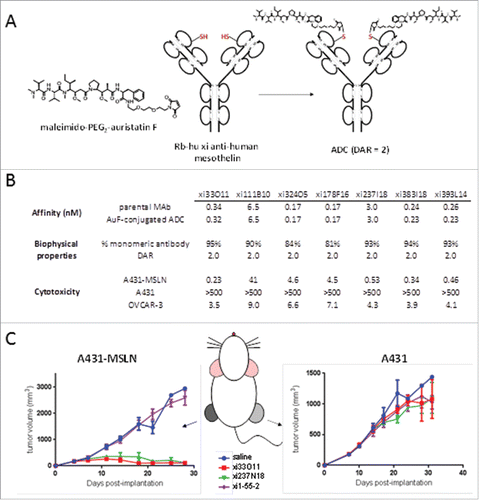 Figure 6. In vivo specificity and efficacy of rabbit-human chimeric anti-human mesothelin – auristatin F C80 ADCs. (A) Schematic of conjugation of maleimido-PEG2-auristatin F to C80. (B) Anti-human mesothelin binding, aggregation, and ADC cytotoxicity data. Affinities are shown pre- and post-conjugation. (C) In vivo efficacy of anti-mesothelin auristatin F ADCs. Anti-human endosialin xi1–55–2 – AuF was dosed similarly to anti-mesothelin ADCs.