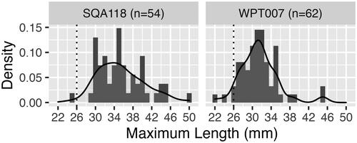 Figure 22. Nganjarli Tegillarca cf. zanzibarensis MNI showing mean length of the two sample squares.