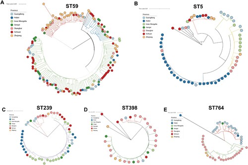 Figure 6. Core genome phylogenies for ST59 (A), ST5 (B), ST239(C), ST398, and ST764 (E). Phylogenetic trees were based on 88.4–89.8% core genome and 11844–47901 SNPs. The geographical origin of MRSA isolates in this study (circle symbol) is indicated with colours. Phylogenetic clades are indicated by the colours of branches.