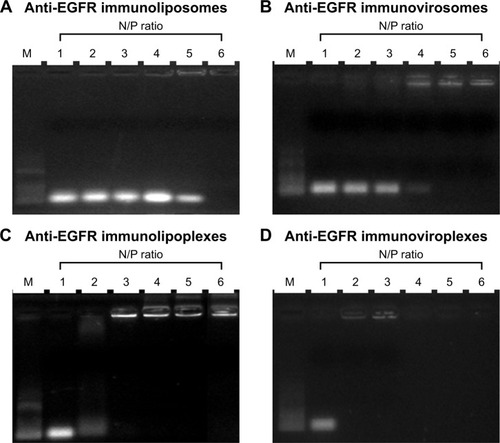 Figure 2 Encapsulation or complexation of siRNA with anti-EGFR immunonanoparticles.Notes: The anti-EGFR immunoliposomes (A), immunovirosomes (B), immunolipoplexes (C), and immunoviroplexes (D) prepared at various N/P ratios of siRNA and DMKE were run on 1% agarose gels and visualized by ultraviolet illumination. Lane M: 100 bp molecular weight markers.Abbreviations: EGFR, epidermal growth factor receptor; DMKE, O, O′-dimyristyl-N-lysyl glutamate.