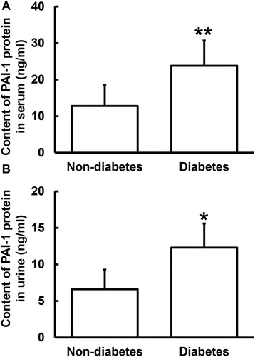Figure 3. Relative expression of PAI-1 protein in serum (A) and urine (B) from PC patients with or without diabetes. ELISA was used to determine the content of protein (ng/mL). *p < 0.05 and **p < 0.01 compared with PC patients without diabetes.