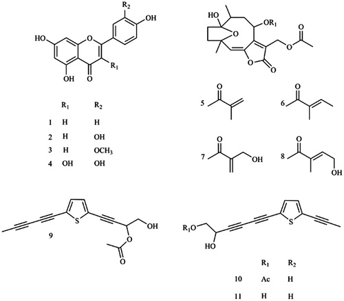 Figure 1. Chemical structures of apigenin (1), luteolin (2), chrysoeriol (3), quercetin (4), 8α-(2-methylacryloyloxy)-hirsutinolide-13-O-acetate (5), 8α-tigloyloxyhirsutinolide-13-O-acetate (6), 8α-(4-hydroxymethacryloyloxy)-hirsutinolide-13-O-acetate (7), 8α-(4-hydroxytigloyloxy)-hirsutinolide-13-O-acetate (8), 2-(penta-1,3-diyn-1-yl)-5–(4-acetoxy-3-hydroxybuta-1-yn-1-yl) thiophene (9), 2-(prop-1-inyl)-5–(6-acetoxy-5-hydroxyhexa-1, 3-diinyl) thiophene (10), 2-(prop-1-inyl)-5–(5, 6-dihydroxyhexa-1,3-diinyl) thiophene (11). Chemical structure was produced using ChemDraw Professional 8.