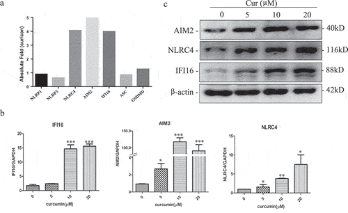 Figure 1. Curcumin induces the expression of AIM2, IFI16, and NLRC4 inflammasomes in leukemia cells U937.