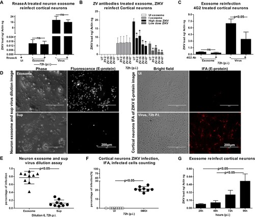 Figure 5. Exosomes from primary cultures of cortical neurons are infectious and transmit ZIKV to naïve neuronal cells. (A) Infections via freshly prepared exosomes from ZIKV-infected (MOI 5, 72 h p.i.) cortical neuronal cells or laboratory ZIKV viral stocks treated with RNaseA on naïve cortical neuronal cells (72 h p.i.) are shown. Untreated ZIKV-infected or RNaseA-treated uninfected exosome or untreated-virus stock groups serve as controls. (B) ZIKV loads (72 h p.i.) in neuronal cells incubated with ZIKV-infectious exosomes or laboratory viral stocks (8 MOI as high dose or 0.8 MOI as low dose) treated with ZV-2, ZV-16 or ZV-54, ZV-67 antibodies is shown. Cells incubated with uninfected cell-derived exosomes serves as control for infectious exosome group. The untreated (no antibody treatment) groups included in all panels, respectively serves as controls. C) QRT-PCR analysis showing viral loads in cortical neurons treated with 4G2 antibody followed by infection with exosomes (collected from independent batch of ZIKV-infected (MOI 5; 72 h p.i.) cortical neurons) or laboratory viral stocks. Untreated groups (–) serve as controls. ns indicates no significance in exosome or virus-treated groups. (D) Representative fluorescent images showing detection of E-protein in neuronal cells infected via exosomes (upper panel) derived from independent batch of ZIKV-infected (MOI 5; 72 h p.i.) cortical neurons or infected using ZIKV laboratory viral stocks (for 72 h p.i., lower panel). Neuronal cells treated with exosome-depleted supernatant (sup, in a similar ratio) served as control for exosome group. Uninfected cells serve as control for ZIKV laboratory stock infected group. Scale bar indicates 200 µm in all panels. (E) Quantitative assessment of number of ZIKV-infected (positive for fluorescence, detected by 4G2 antibody) (MOI 5; 72 h p.i.) neuronal cells treated with exosomes (in dilution 6) or supernatant fractions is shown. (F) Quantitative assessment of number of fluorescent neuronal cells, (detected by 4G2 antibody) infected (MOI 5; 72 h p.i.) with laboratory ZIKV viral stocks is shown. G) ZIKV loads in cortical neuronal cells (at different time points of 24, 48, 72 and 96 h p.i., and 5 MOI) infected via infectious exosomes is shown in naïve cortical neuronal cells for transmission and replication of viral RNA. In panels A, B, and F, ZIKV loads are indicated based on NS5 transcripts normalized to mouse beta-actin transcript levels. P value determined by Student’s two-tail t-test is shown.