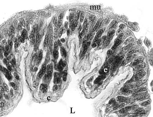 Figure 1. Platycleis intermedia, cross-section of seminal receptacle. c, cuticle; e, epithelium; L, lumen of seminal receptacle; mu, muscle. Haematoxylin–Eosin. Scale bar: 50 mm.