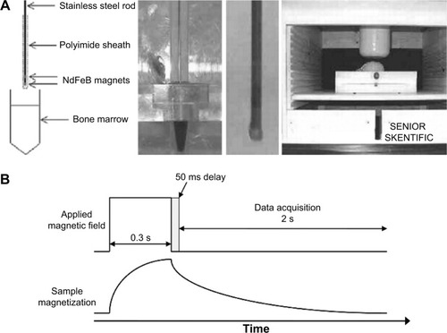 Figure 3 Illustration of SQUID-relaxometry device to detect SPIONs attached to leukemia cells.Notes: (A) Description of the magnetic needle used to acquire samples in leukemia patients, (B) Representation of the sample magnetization and data acquisition by SQUID-relaxometry. Reprinted from Elsevier and Journal of Magnetism and Magnetic Materials, 321(10), Adolphi NL, Huber DL, Bryant HC, et al, Characterization of magnetite nanoparticles for SQUID-relaxometry, 1459–1464, Copyright 2009, with permission from Elsevier.Citation39Abbreviations: SPIONs, superparamagnetic iron oxide nanoparticles; SQUID, superconductive quantum interference device.