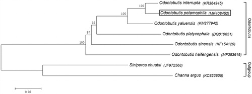 Figure 1. Phylogenetic tree of six species of the genus Odontobutis based on the sequences of complete mitochondrial genome by Bayesian inference and maximum likelihood methods. Siniperca chuatsi from Family Serranidae, Channa argus from Family Channidae as outgroup. Phylogenetic analysis confirms that O. potamophila (indicated as boxed) belongs to the clade of the genus Odontobutis and more closely related to the O. interrupta. Bootstrap values (1000 replicates) are shown for each node, and GenBank accession numbers are provided in parentheses accompanying each taxon.