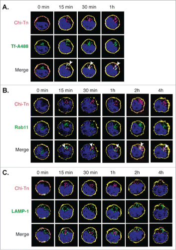 Figure 4. Analysis of the Chi-Tn mAb targeting to endosomal compartments Jurkat cells were labeled with the Chi-Tn mAb, transferred to 37°C for the indicated times, then actin (yellow) and Chi-Tn (pink) were detected in fixed cells. Early endosomes were detected using Tf-A488 (green, A), recycling endosomes with Rab11 (green, B), and late endosomes with anti-LAMP-1 mAb (green, C). Blue: DAPI. Images were acquired by deconvolution 3D-microscopy. Examples of co-localization (in white) are indicated by arrows.
