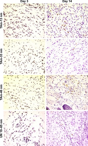 Figure 8 Silver nanoparticles detected in wounds treated with TA and unmodified AgNPs.Notes: Representative microphotographs of the hematoxylin-stained wound sections at days 3 and 14 postinjury. Magnification 600×.Abbreviations: AgNPs, silver nanoparticles; TAm, tannic acid-modified; UN, unmodified.