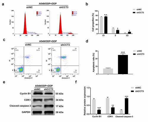 Figure 4. CCT3 knockdown induced G2/M phase arrest and facilitated apoptosis in cisplatin-treated A549/DDP cells. (a) Cell cycle analysis of shRNA-treated A549/DDP cells upon cisplatin (20 μM) treatment. (b) Statistical analysis of the cell cycle distribution. (c) Apoptosis analysis in shRNA-treated A549/DDP cells upon cisplatin (20 μM) treatment. (d) Statistical analysis of apoptosis rate. (e) Western blot analysis of cyclin B1, CDK1 and cleaved caspase-3 in shRNA-treated A549/DDP cells upon cisplatin (20 μM) treatment. (f) Relative protein expression levels of cyclin B1, CDK1 and cleaved caspase-3 normalized to GAPDH. *P < 0.05, **P < 0.01, ***P < 0.001 and n.s., no significance, between shCCT3 group and shNC group