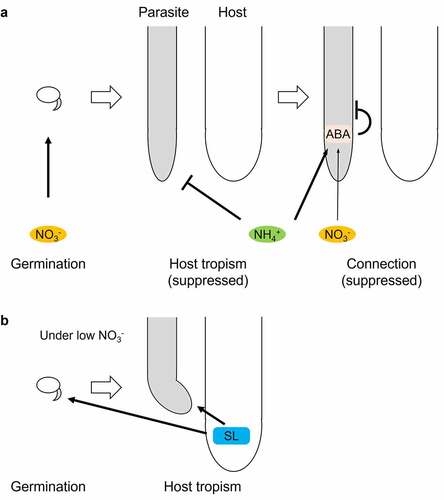 Figure 3. A schematic model of host-invading processes in P. japonicum. Effects of nitrogen sources, abscisic acid (ABA)Citation29 (a), and strigolactone (SL) (b) on germination, host tropism,Citation17 and connection.Citation29 black arrows and T bars depict positive and negative regulation, respectively. thick and thin arrows represent strong and weak contributions, respectively.