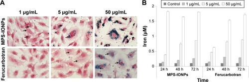 Figure 6 Cellular uptake of MPS-IONPs and Resovist (ferucarbotran) in human aortic endothelial cells.Notes: (A) Perl’s Prussian blue staining to observe the cellular distribution of iron at 24 hours. Arrows indicate nanoparticles (magnification ×400). (B) Determination of intracellular iron concentration by colorimetric assay at 24, 48, and 72 hours.Abbreviations: MPS, 3-methacryloxypropyltrimethoxysilane; IONPs, iron oxide nanoparticles.