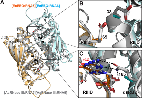 Figure 3. Structural Basis for the Function of EcEEQ, the Bacterial Dicer. (a) Superposition of the EcEEQ:RNA6 (ribbon diagram in cyan and Orange, this work) and AaRNase III:RNA9 (in grey, PDB: 2NUG) structures. Mg2+ ions in the EcEEQ:RNA6 structure are shown as black spheres to highlight the two RNA cleavage sites. Selected side chains are shown as stick models in atomic colour scheme (N in blue, O in red, and C in cyan, Orange, or grey). (b) Zoom-in view shows that the E38A and E65A mutations remove negative charges from the catalytic valley of EcRNase III, promoting the inside-out processing of long dsRNA. (c) Zoom-in view shows that the Q165 side chain forms three hydrogen bonds with the +3 G nucleotide, two with the base and one with the 2ʹ-OH group, and that the Q165A mutation abolishes the recognition of the +3 G nucleotide by the enzyme. The length of the three hydrogen bonds ranges between 2.9 and 3.1 Å.