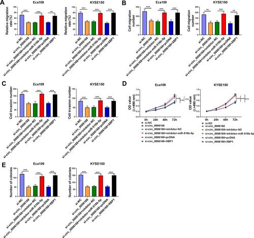 Figure 9 Circ_0006168 silencing-mediated effects are largely overturned by the silencing of miR-516b-5p or the overexpression of XBP1 in ESCC cells. (A–E) Eca109 and KYSE150 cells were transfected with si-NC, si-circ_0006168, si-circ_0006168 + inhibitor-NC, si-circ_0006168 + inhibitor-miR-516b-5p, si-circ_0006168 + pcDNA or si-circ_0006168 + XBP1. (A) The migration rate of ESCC cells was analyzed by wound healing assay. (B and C) Transwell assays were performed to analyze cell migration and invasion abilities. (D) MTT assay was utilized to analyze cell proliferation ability. (E) Colony formation assay was used to analyze cell proliferation capacity. **P<0.01, ***P<0.001.