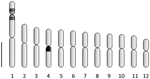 Figure 3. Idiogram of H. dulcis showing average morphological data of 12 chromosome pairs, with marks representing CMA+band (light gray), 45S rDNA site (dark gray) and 5SrDNA (black). Bar = 1 μm.