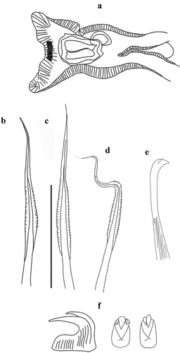 Figure 7. Myxicola cosentinii. (a) scheme of radiolar section; (b) 1st setiger thoracic chaeta; (c) 4th setiger thoracic chaeta; (d) 24th abdominal chaeta; (e) 4th setiger thoracic uncinus; (f) 24th abdominal uncini, lateral and front view; Scale bar: b–f = 0.05 mm.