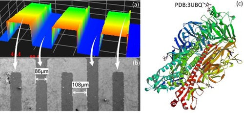 Figure 3 Surface and molecular analysis. (A) 3D-profiler image of the IDE sensing surface; (B) SEM image of the IDE sensing surface; (C) crystal structure of HA (PDB Accession: 3UBQ).Citation20