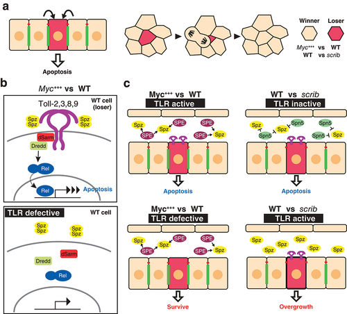 Figure 2. Toll-like receptors in cell competition a) The recognition of unfit cells (red cell) leads to the induction of apoptosis in epithelia (left). Once unfit cells are detected, they become loser cells and do not contribute to the tissue (right). In the case of Myc-induced cell competition, Myc-overexpressing cells become winner cells and wild type cells become loser cells. scribble (scrib) mutant clones become loser cells when surrounded by wild type cells. b) Signal transduction components of myc-induced cell competition. TLR signalling is upregulated in wild type loser cells, leading to the induction of apoptosis (top). When loser cells are defective for the transduction of TLR (e.g. loss of function of TLRs), wild type cells can survive (bottom). c) The competitive context induced by myc-induced cell competition (left). In myc-induced cell competition, the tissue is in the TLR signal activation-prone condition. Extracellular serine proteases such as Spz processing enzyme (SPE) are secreted into the lumen, and the TLR ligand Spz, which is present in the lumen, is activated, resulting in the activation of TLR signalling in wild type loser cells (top). When loser cells are defective for TLR signalling, wild type cells do not become loser cells and can survive (bottom). The competitive context induced by scrib-induced cell competition (right). The TLR ligand inhibitor Serpin 5 (Spn5) is secreted in this context. Due to the loss of TLR signalling, scrib mutant cells undergo apoptosis (top). When the cells are defective for Spn5, scrib mutants receive the active Spz and undergo the activation of TLR signalling, leading to the tumorigenic phenotype caused by over-proliferation (bottom).