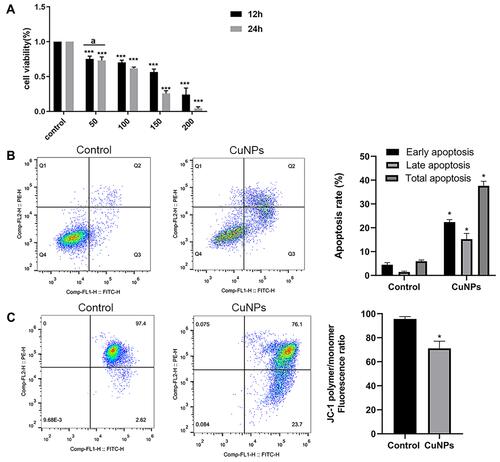 Figure 1 Cytotoxic effect of CuNP exposure in ovarian granulosa cells.